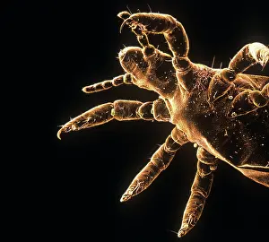 Lice: Pediculus humanus, human head louse
