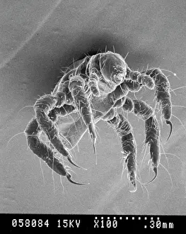 Lice: Pediculus humanus, human head louse