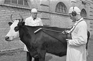 A.batanov: Pedigree Cow