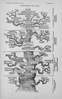 1834 1919: Pedigree of Man
