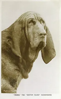 Pedro - The Sexton Blake Bloodhound