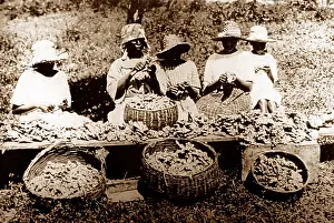 Peeling: Peeling ginger, Manchester, Jamaica