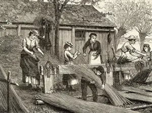 Peeling: Peeling osiers for basket making