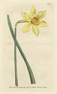 Peerless: Peerless daffodil, Narcissus incomparabilis