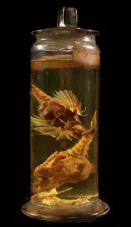 Spiky: Pegasus draconis, sea moth