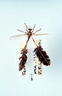Entomological: Pegesimallus teratodes, robber fly