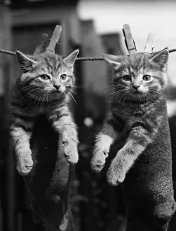 Pegged: PEGGED KITTENS