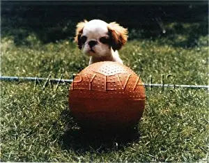 Evanss: PEGGOTTY AND BALL