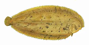 Lemon: Pegusa lascaris, or Sand Sole