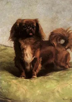 Peke: Peke Excitement