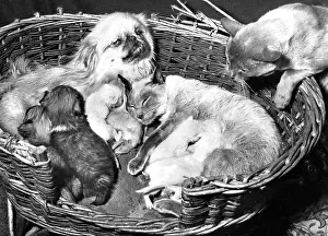 Siamese: Peke and Siamese