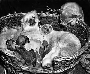 Siamese: Peke and Siamese
