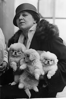 Pekinese: Pekinese