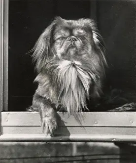 Pekinese: Pekinese