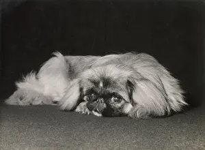 Pekinese: Pekinese