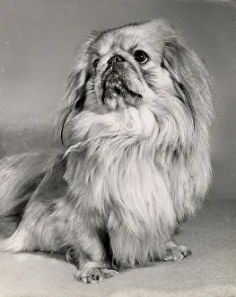 Pekinese: Pekinese