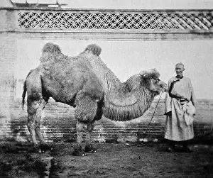Gobi: Pekinese (Beijingese) camel, China