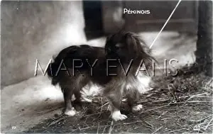 Pekinese: PEKINESE PHOTO