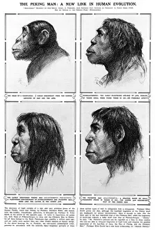Pre Historic: Peking Man A new link in human evolution