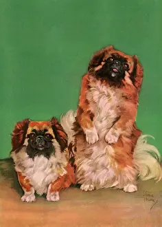 Fours: Two Pekingese