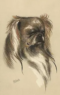 Silky: Pekingese