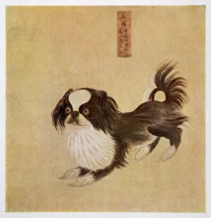 Looked: PEKINGESE CHINESE
