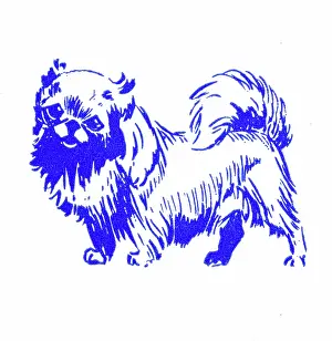 Lapdog: Pekingese dog - 1950s printer's block
