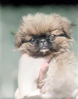Forcolourisedpic: PEKINGESE DOG