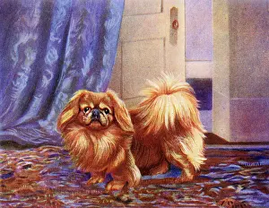 Binks: Pekingese dog