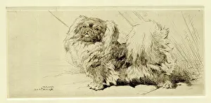 Rountree: Pekingese dog, by Harry Rountree