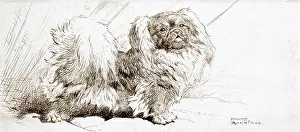 Rountree: Pekingese dog by Harry Rountree