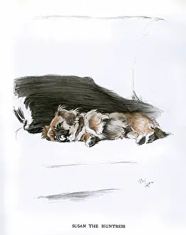 Pekes: Pekingese dog lying on a sofa