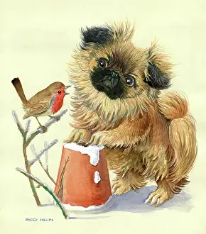 Upturned: Pekingese dog and robin in the snow