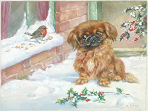 Ledge: Pekingese dog in the snow