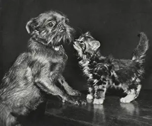 Lapdog: Pekingese dog and tabby kitten