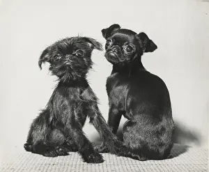 Pekes: Two Pekingese puppies