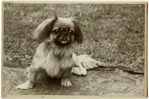 Lapdog: Pekingese puppy in a garden