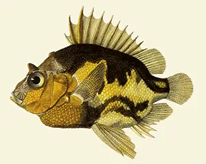 Pelagic: Pelagic armorhead, Pentaceros richardsoni
