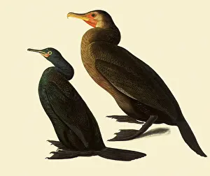 Phalacrocorax: Pelagic and Brandt's Cormorants