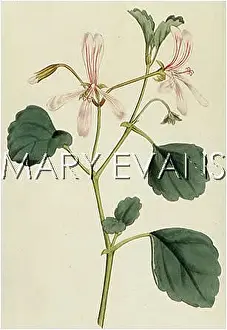 Pelargonium: PELARGONIUM ACETOSUM