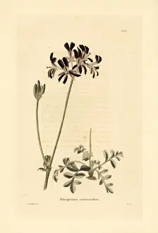 Pelargonium: Pelargonium auritum