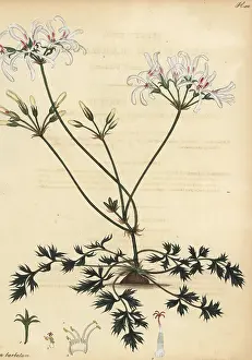 George Hibbert: Pelargonium barbatum