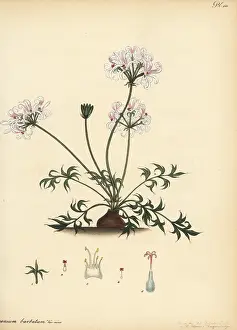 Botanical Artist: Pelargonium barbatum