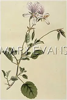 Pelargonium: PELARGONIUM BETULINUM