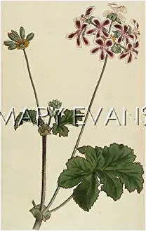Pelargonium: PELARGONIUM BICOLOR