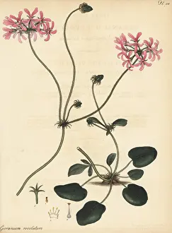 Florist: Pelargonium chelidonium