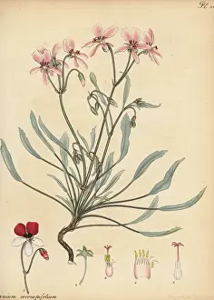 Francis Masson: Pelargonium coronopifolium