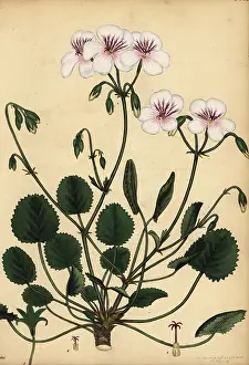 Botanical Artist: Pelargonium elegans, South Africa