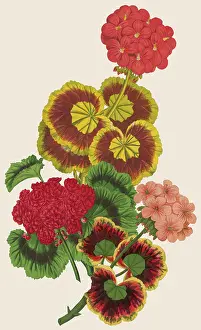 Geranium: PELARGONIUM/GERANIUM