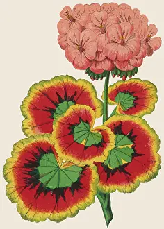 Geranium: PELARGONIUM/GERANIUM